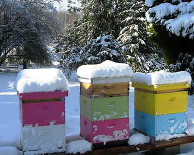 Iernatul la albine