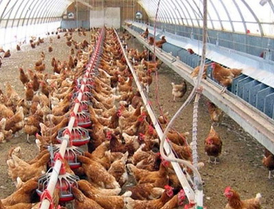 Cuibarele, iluminatul si incalzitul halelor de ouat