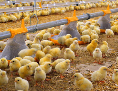 Fazele cresterii puilor de carne