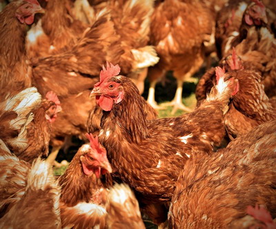 Evolutia gripei aviare (influentei aviare) in Romania