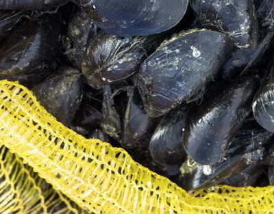 Precizari ANSVSA referitoare la recoltarea midiilor din Marea Neagra