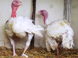 Principalele boli ale curcilor - Micoplasmoza - Mycoplasma-meliagridis MM