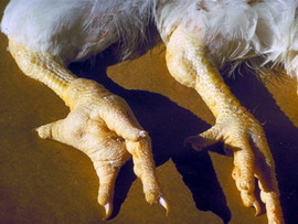 Principalele boli ale curcilor - Micoplasmoza - Mycoplasma-synoviae MS