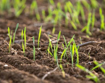 Starea culturilor de toamna 2019-2020