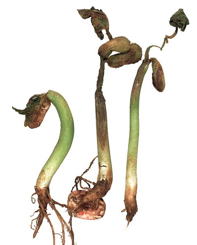 Caderea plantutelor - Putregaiul rasadurilor - Rasaduri atacate