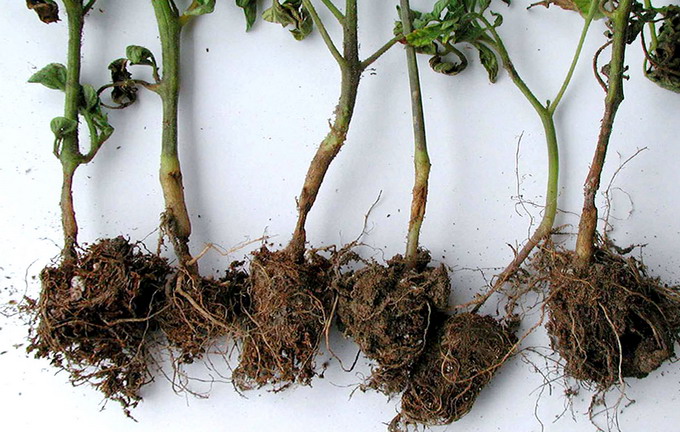 Caderea plantutelor - Putregaiul rasadurilor - tulpini atacate