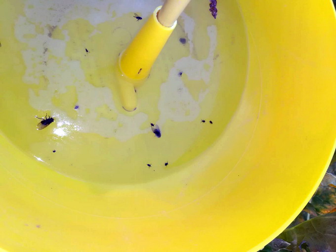 Gargarita tulpinilor de rapita - Adulti