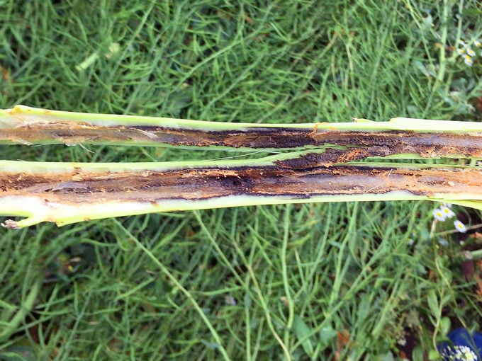 Gargarita tulpinilor de rapita - Atac tulpina