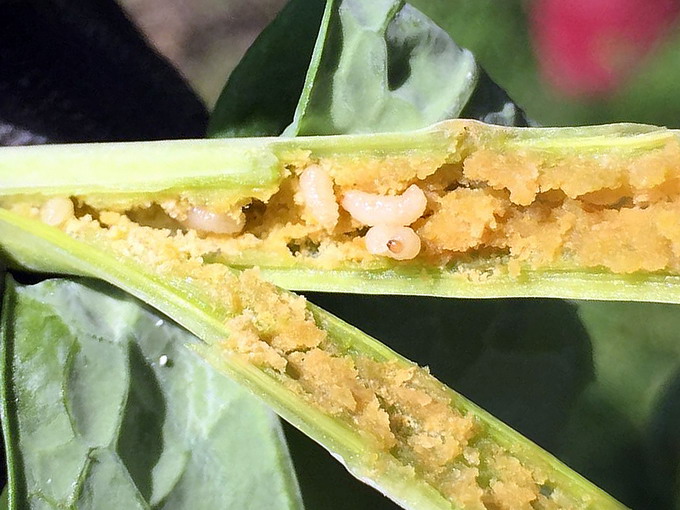 Gargarita tulpinilor de rapita - Larve