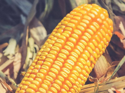 Hibrizii Pioneer au obtinut premiile Porumbul de aur si Cea mai mare productie de porumb in 2019 in cadrul Congresului APPR