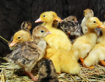 Cresterea puilor de gaina, curca, rata si gasca in gospodarie