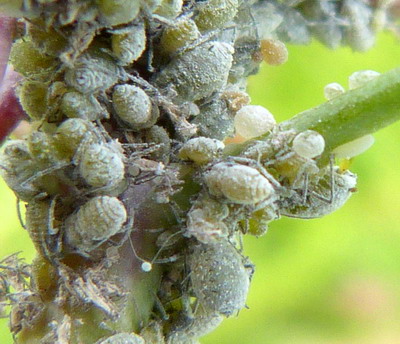 Paduchele cenusiu al verzei