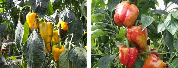 Patarea maronie si rugozitatea fructelor de tomate - ardei