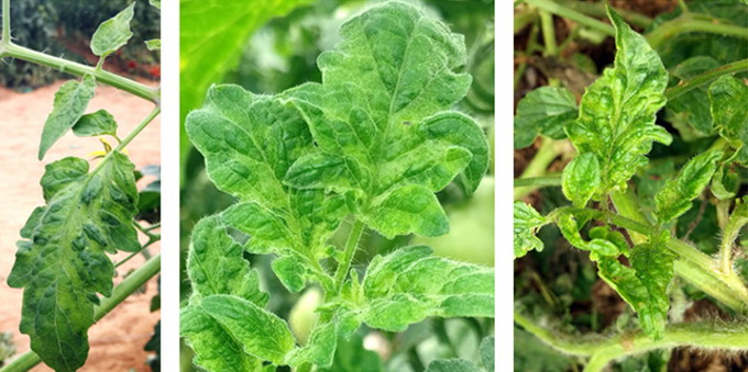 Patarea maronie si rugozitatea fructelor de tomate - frunze tomate