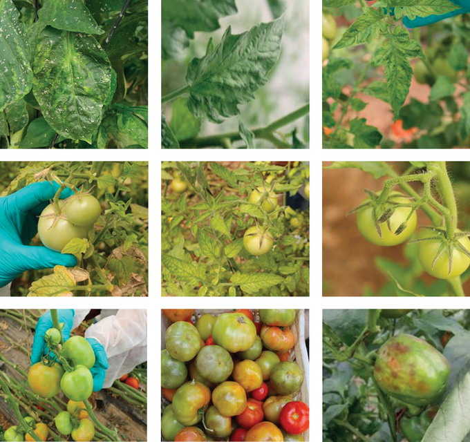 Patarea maronie si rugozitatea fructelor de tomate - simptome la tomate