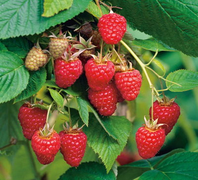 Cum si cand plantam drajonii de zmeura in 2020?