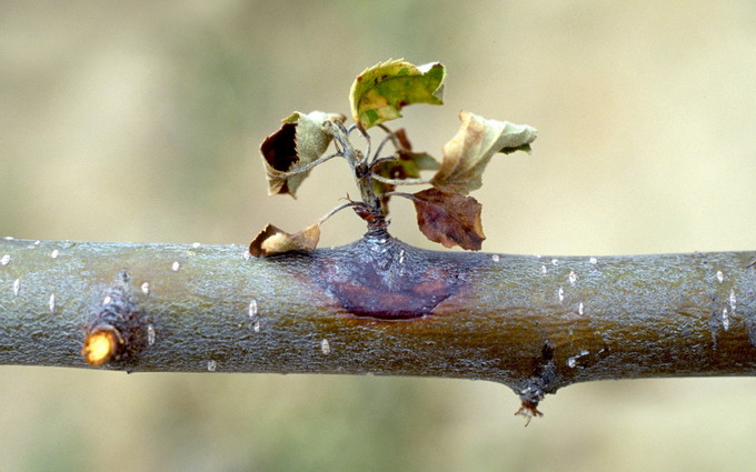Prevenirea producerii focului bacterian