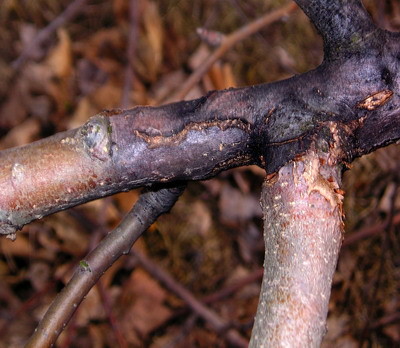 Prevenirea producerii focului bacterian la mar, par, gutui
