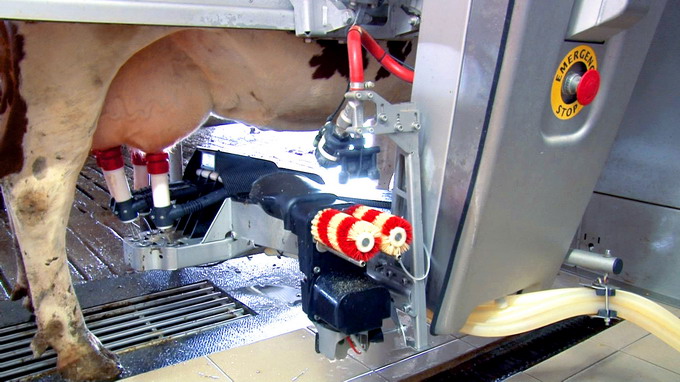 Robotii mulg vacile dintr-o ferma din Bistrita-Nasaud - PNDR 2020