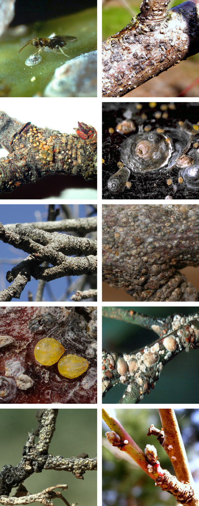 Tratament combatere Paduchele din San Jose generatia de iarna