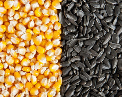 Tratamentul semintelor de porumb si floarea soarelui