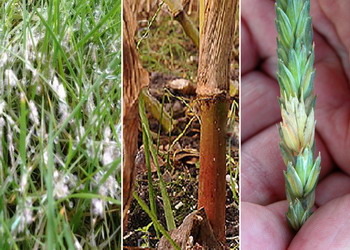 Boli foliare la cereale paioase - fuzarioza