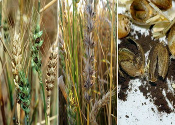 Boli foliare la cereale paioase - malura