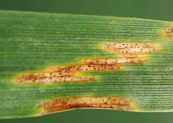 Boli foliare la cereale paioase - septoria