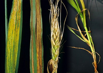 Boli foliare la cereale paioase - sfasierea
