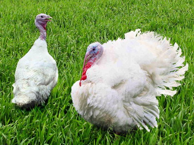 Cresterea broilerilor de curca