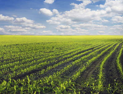 Cultura porumbului, provocarile momentului