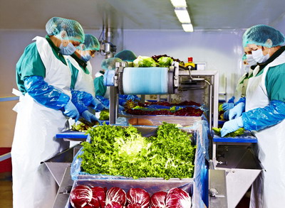 Eisberg Romania, cel mai mare producator roman de salate, isi continua productia la intreaga capacitate