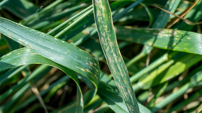 Fainarea Cerealelor - simptome