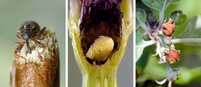 Gargarita florilor de Mar - Identificare