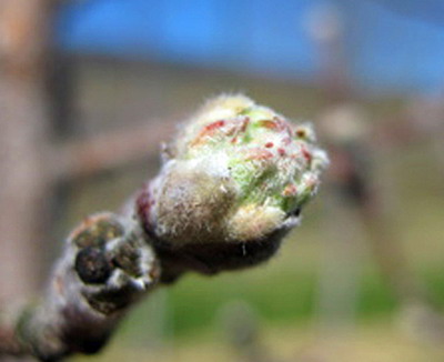Gargarita florilor de Mar – Metode chimice si ecologice de prevenire si combatere
