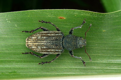 Gargarita frunzelor de Porumb sau Ratisoara porumbului (Tanymecus dilaticollis)