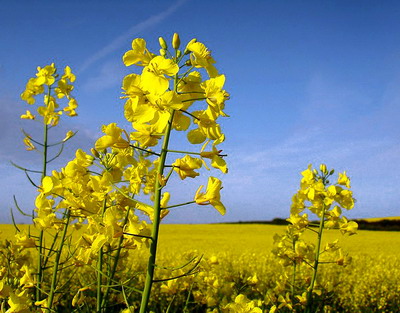 Combaterea bolilor si daunatorilor la Rapita