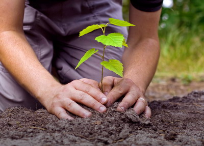 In perioada 2 martie - 15 mai 2020 se depun cererile de plata pentru sprijinul destinat padurilor