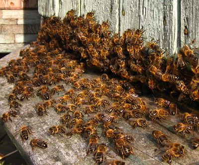 Inmultirea naturala a albinelor – Roiul de albine