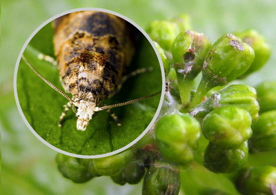 Moliile strugurilor | Identificare, Prevenire si Combatere