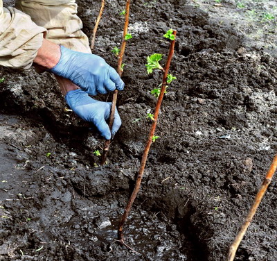 Plantarea corecta a drajonilor si tratamente de inceput