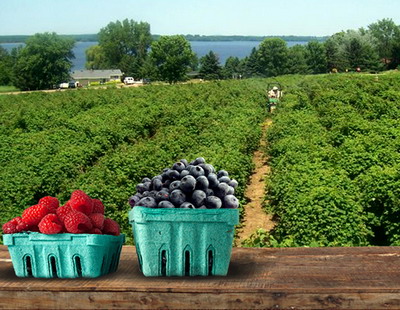 Combaterea bolilor si daunatorilor specifici arbustilor fructiferi
