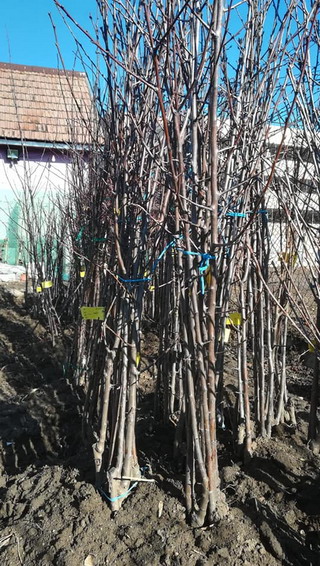 USAMV Cluj-Napoca - pomi fructiferi