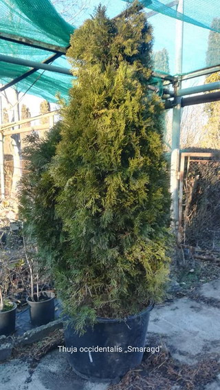 USAMV Cluj-Napoca - tuia