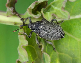 daunatori rapita - gargarita tulpini