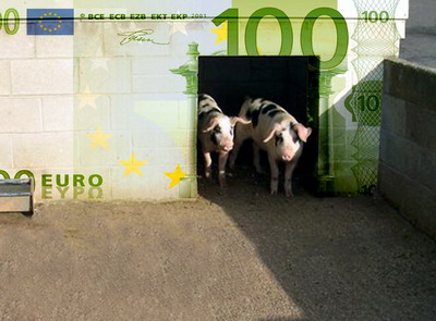 APIA efectueaza platile aferente masurii privind bunastarea porcinelor