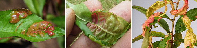 Basicarea frunzelor de piersic si nectarine