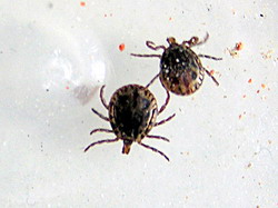 Capusele-Prevenire si combatere 2