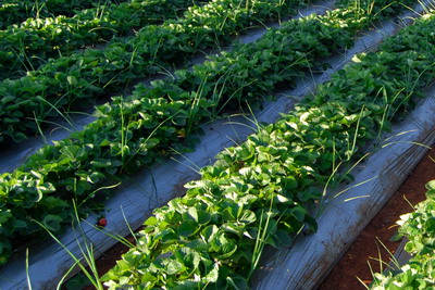 Combaterea bolilor si daunatorilor la capsun