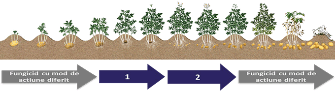 Cultura cartofului extratimpuriu - perioada tratament cartofi